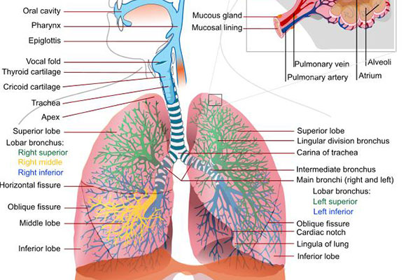 Breo Ellipta for Treatment of Chronic Obstructive Pulmonary Disease (COPD)
